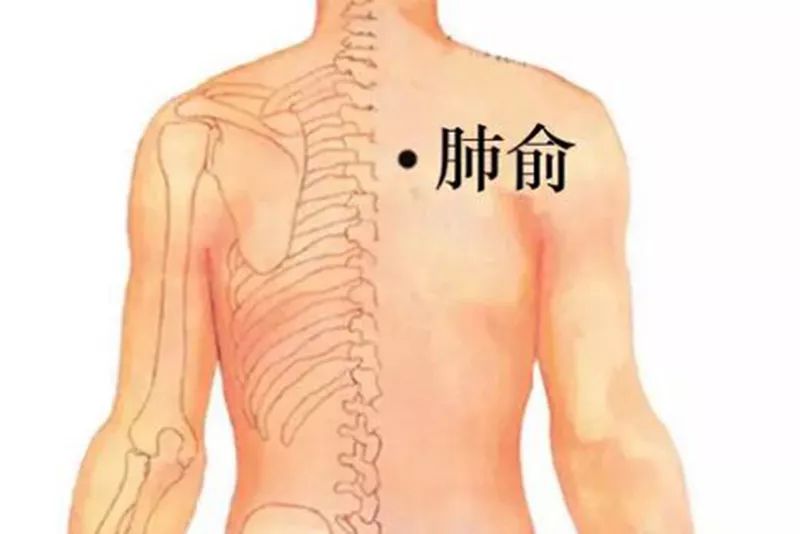 肺俞穴的位置:肺俞穴位于背部第3胸椎棘突下旁开1.