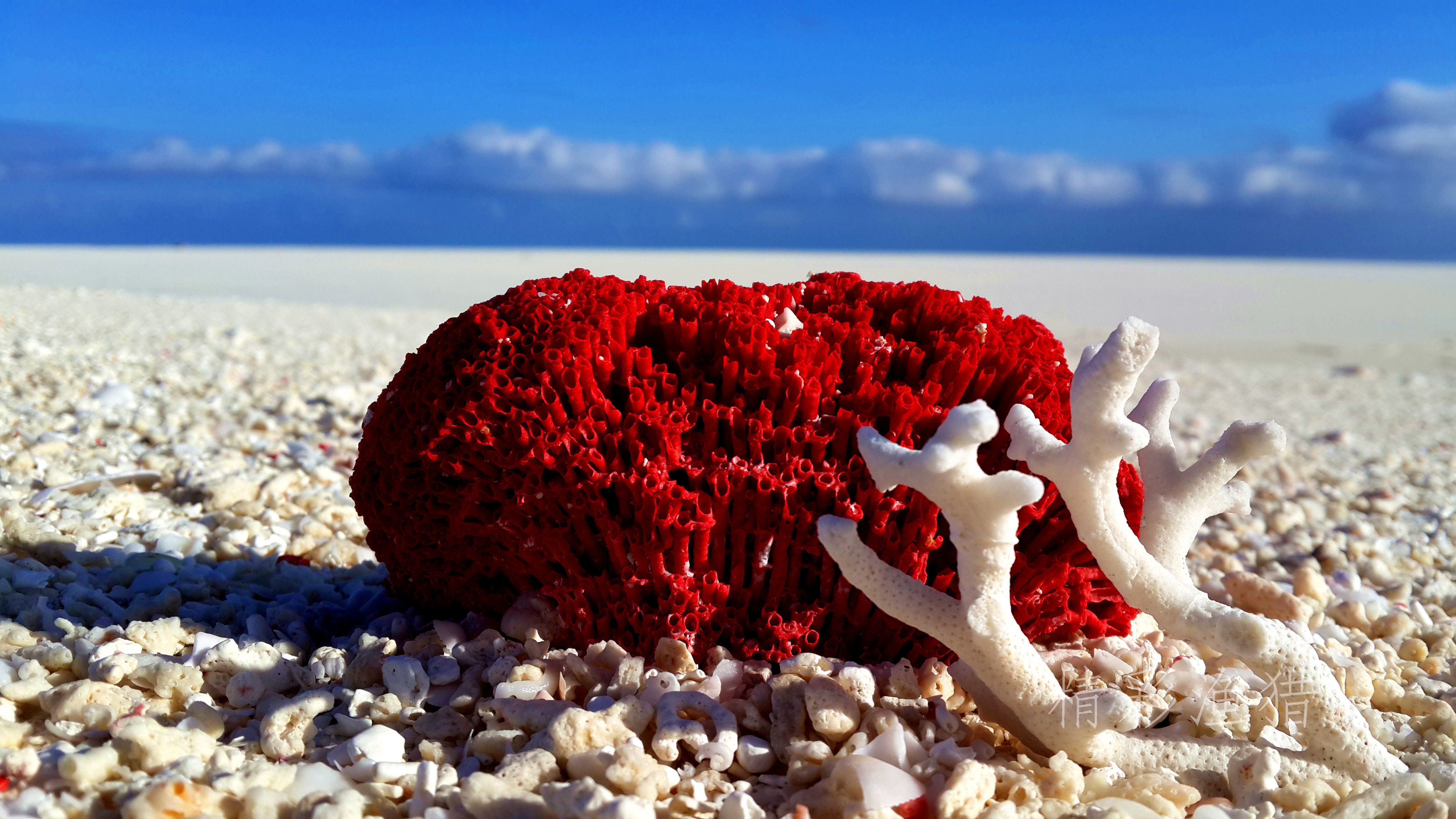 海水里可爱的尼莫,花园般的海底珊瑚 这一切的一切 让西沙群岛成了