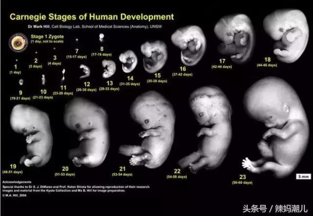 三,孕后期:腹部变硬,子宫开始收缩