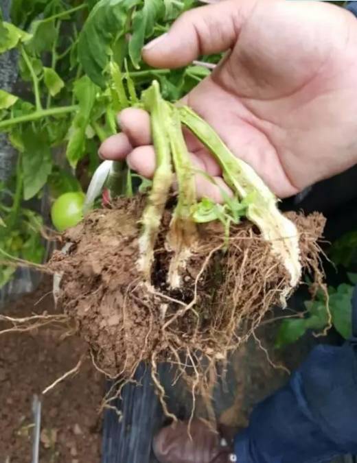 还有的种植的小伙伴因为灌药浓度太大直接烧了西红柿根系等等.