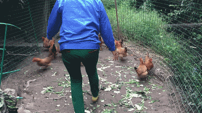 长洲岛这家农庄人均40 能吃上会爬树的鸡和水库鱼?要逆天了!