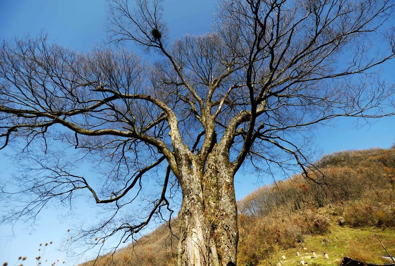 保康千年光叶榉独树成景