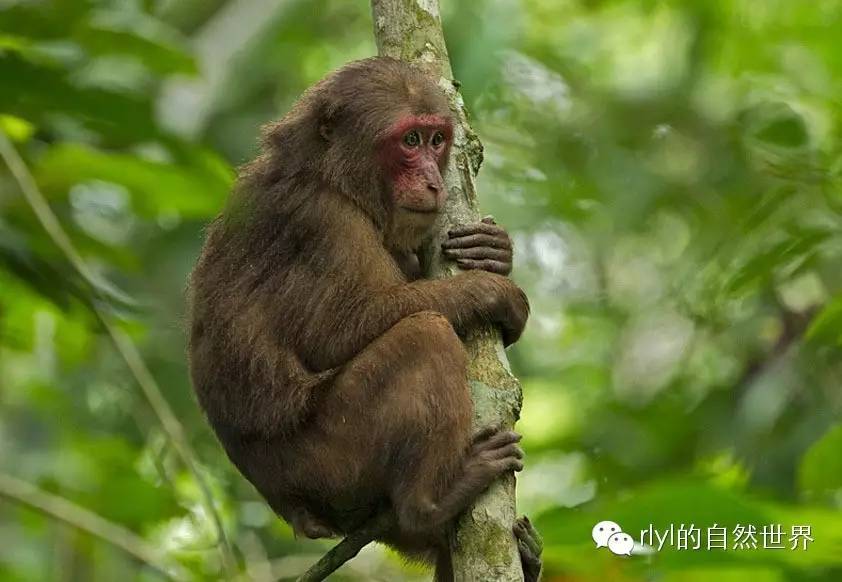 【rlyl物种说】今日--短尾猴(stump-tailed macaque)