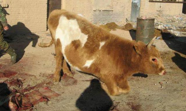 农村杀牛时,牛为什么会含着眼泪跪地求饶?