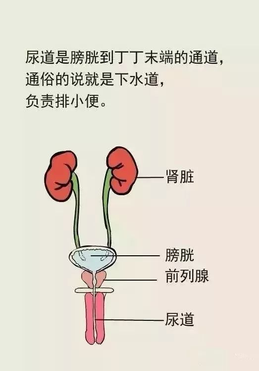 【男性健康】一张图告诉你,什么是前列腺炎!