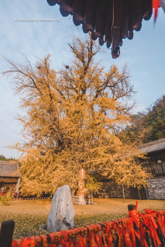 请输入图片描述 在西安终南山古观音禅寺内 有一棵1400多年的古银杏