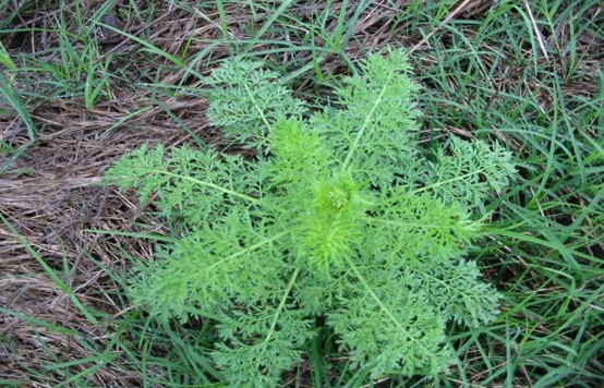 禾本科杂草主要种类:看麦娘,早熟禾,硬草,野燕麦等. 责任编辑