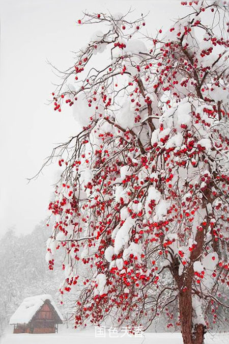 累了,去看一场落雪