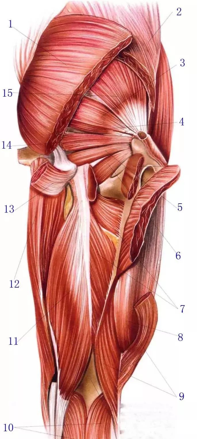 臀部浅层与深层肌肉解剖