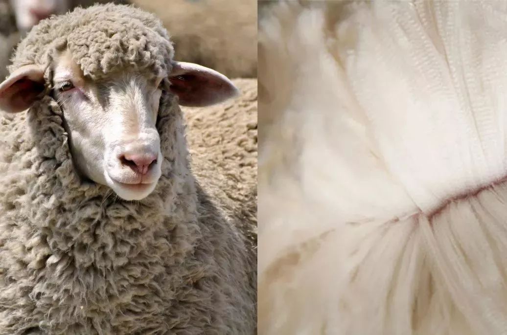 避免「wool 普通羊毛「lamb 羊羔毛」普通羊毛有很多种,光