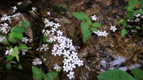 成语什么花流水_高山流水成语图片