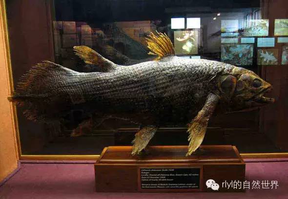 rlyl物种说今日矛尾鱼coelacanth