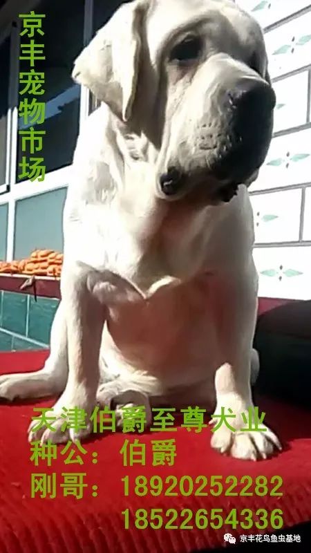 拉布拉多展之伯爵至尊犬舍_手机搜狐网