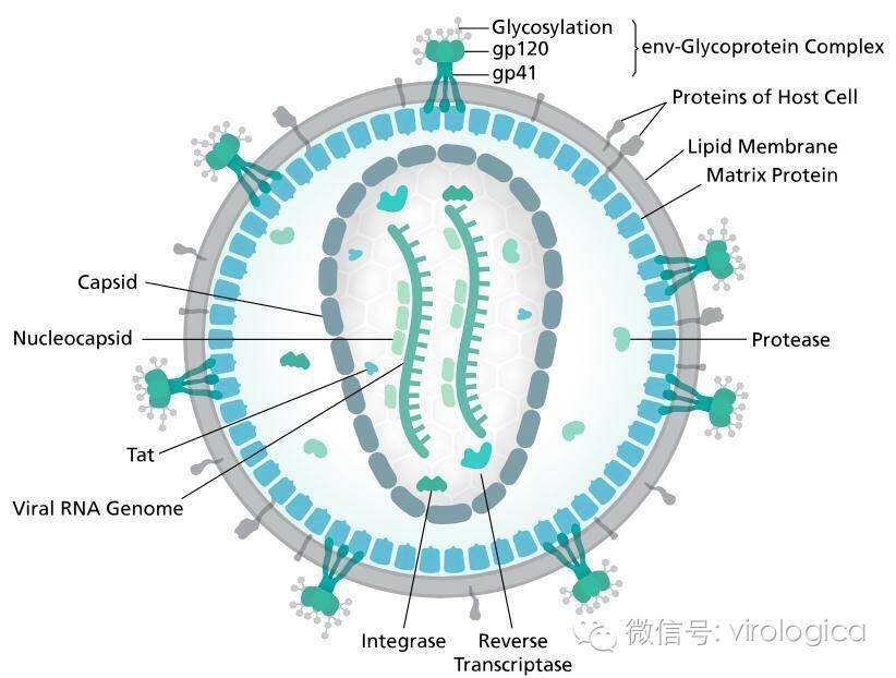 hiv病毒示意图