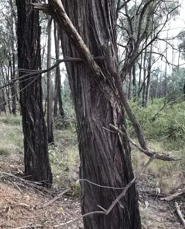 出材率比非洲酸枝高 澳洲酸枝随着红木资源紧张而备受