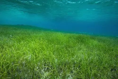 海洋资讯(429 海草床:全球性的重要渔场