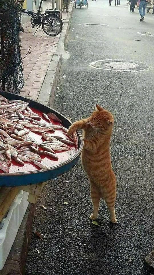 2.一只偷吃鱼的橘猫.