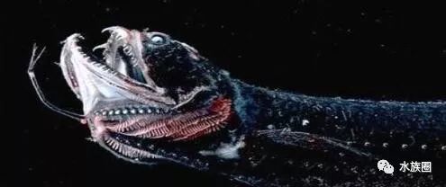 全球最大九大恶魔鱼,食人鱼相比弱爆了!