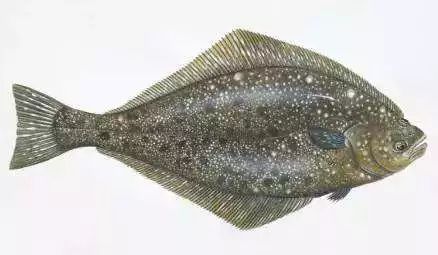 最好辨认的是 冰岛鳕鱼(扁鳕鱼):这是一种比目鱼,鱼是扁平.