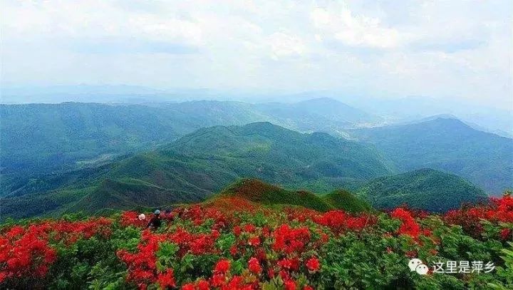 萍乡市湘东区白竺乡青草湖景区分布有萍乡市特有的杜鹃珍稀品种.