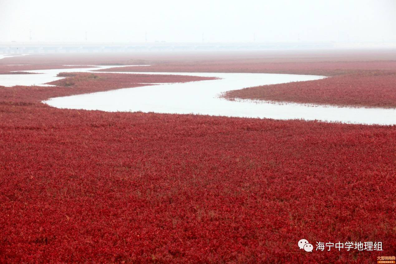 趣味地理 063 走进中国最浪漫海岸线 盘锦红海滩