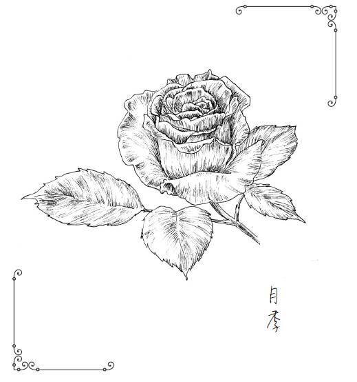 超细腻画风带你领略经典黑白植物绘