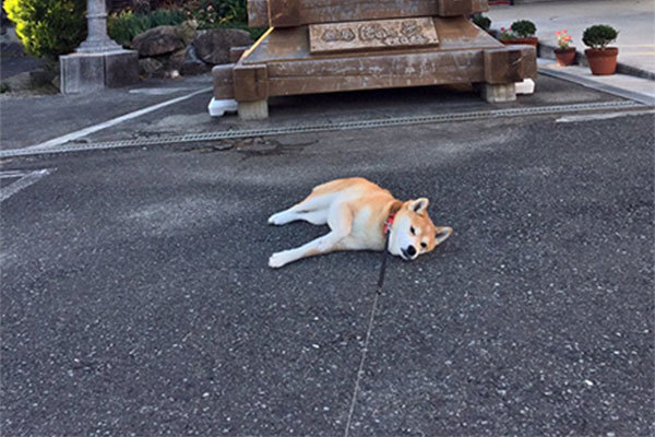 日本有只柴犬走着走着突然就倒在地上不动了,主人只能无奈摇头