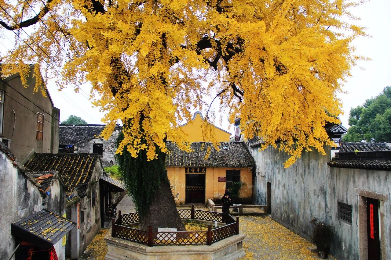 在苏州太平镇北浜北岸,太平禅寺外,一棵具有800多年历史的古银杏栽种