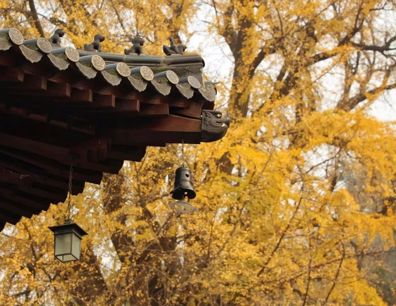 一地黄金 | 西安古观音禅寺千年银杏树