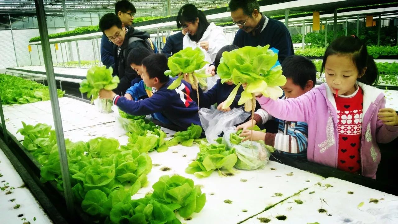 带孩子采摘高科技无土栽培种植的奶油生菜.