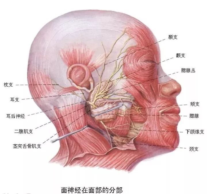 面神经颊支由腮腺前缘浅出,走行于面部表浅肌肉腱膜系统筋膜下疏松