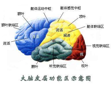 人类大脑的生理构造及功能分区科技