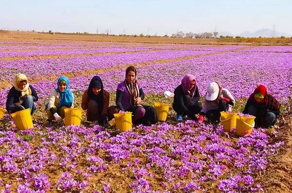 伊朗藏红花vs国内藏红花古时,产于波斯(伊朗)地区的藏红花经印度进入