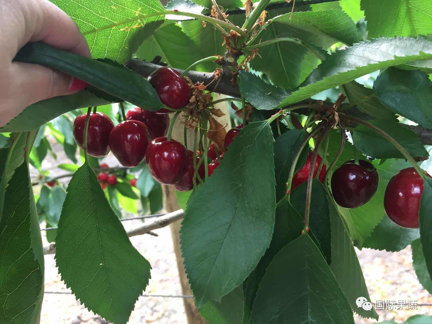 charters ensure earlier access to chilean cherries this season