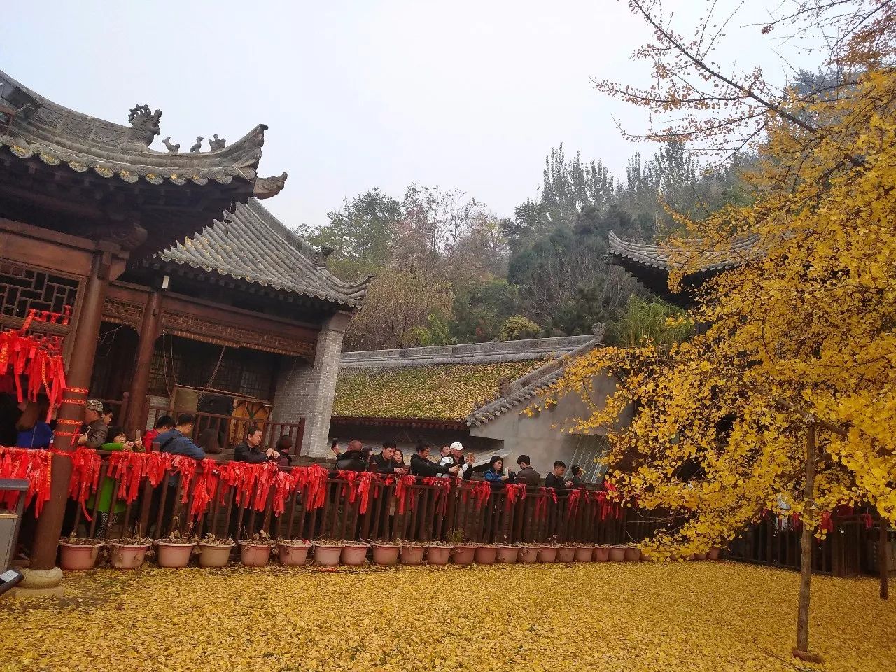 一地黄金 西安古观音禅寺千年银杏树