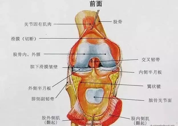 关节运动的杠杆原理_骨折的外固定