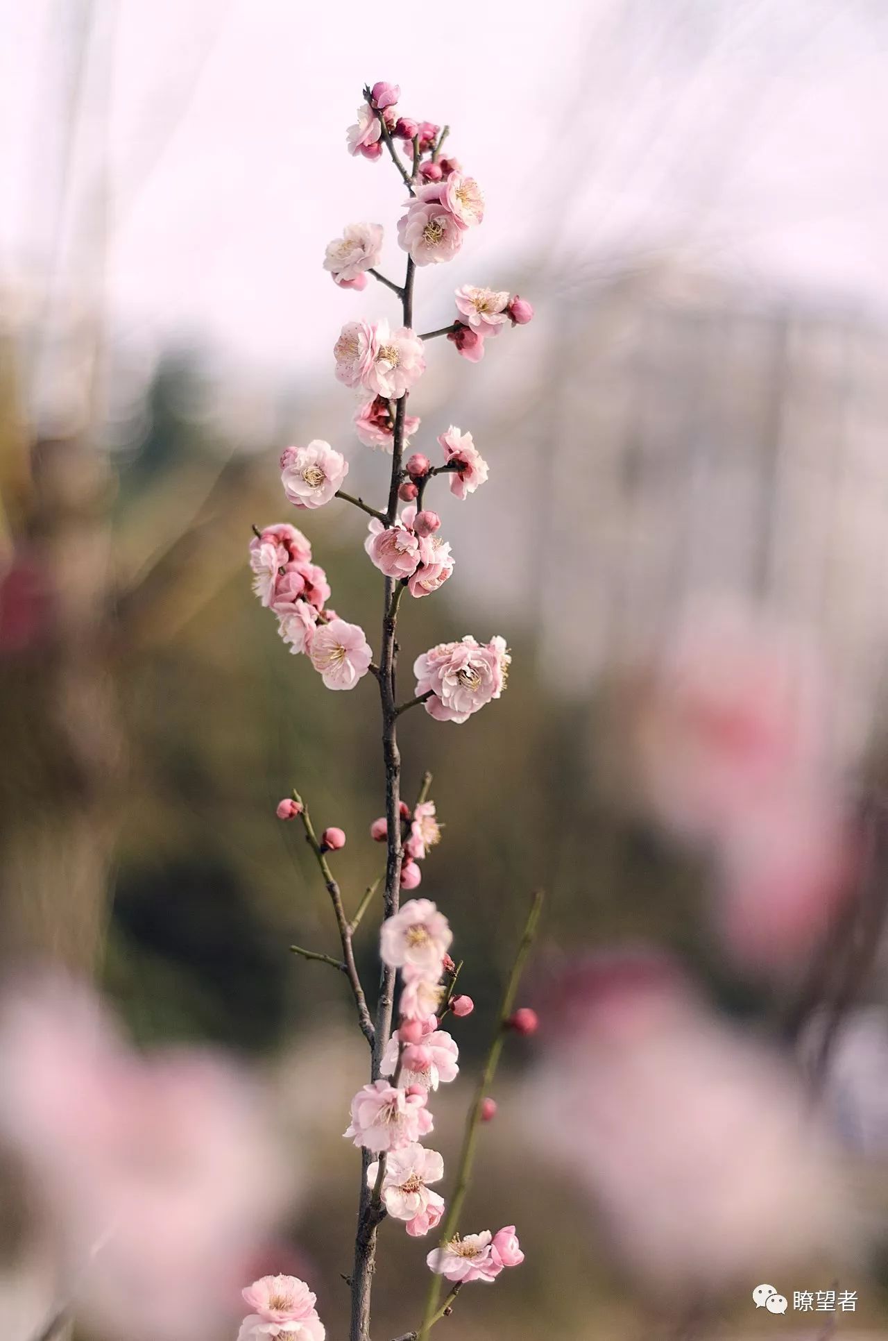 摄影风采 | 芬芳在人间