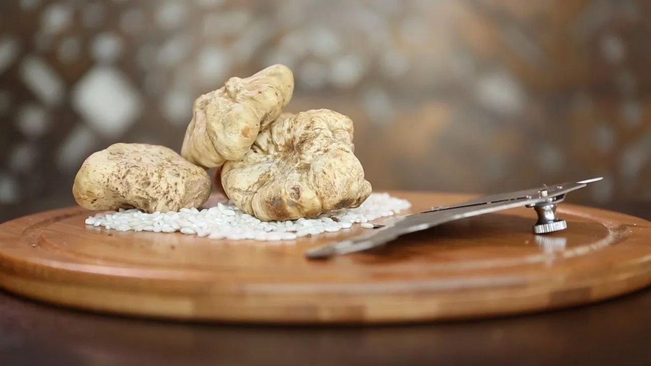 菌菇赛肉丨带你近看被誉为"餐桌钻石"的白松露