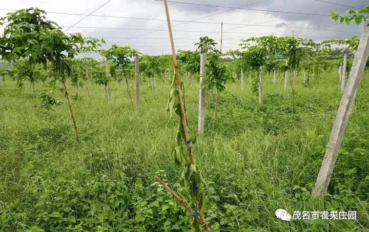 果的五大风险个个致命！ag旗舰厅网站种植百香(图2)