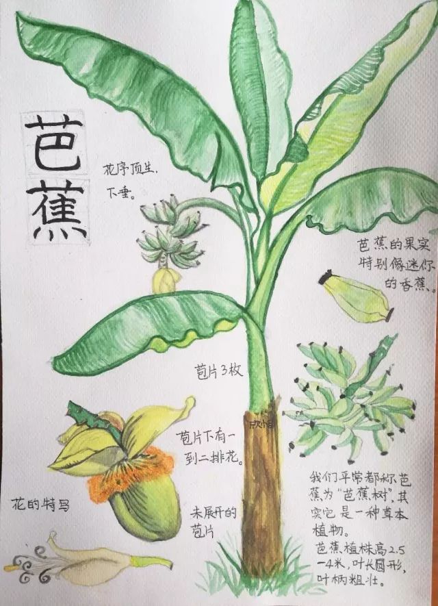 三等奖 七年级 朱高洁 获奖名单 一等奖 《蚕豆的自然笔记》四年级