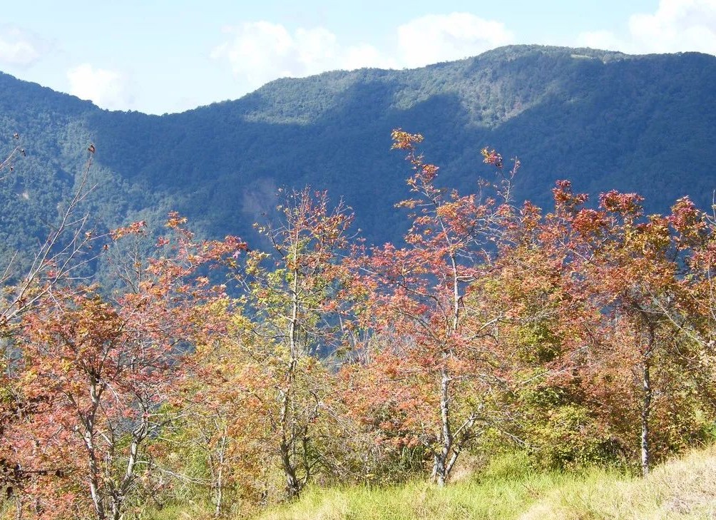 我见青山多妩媚