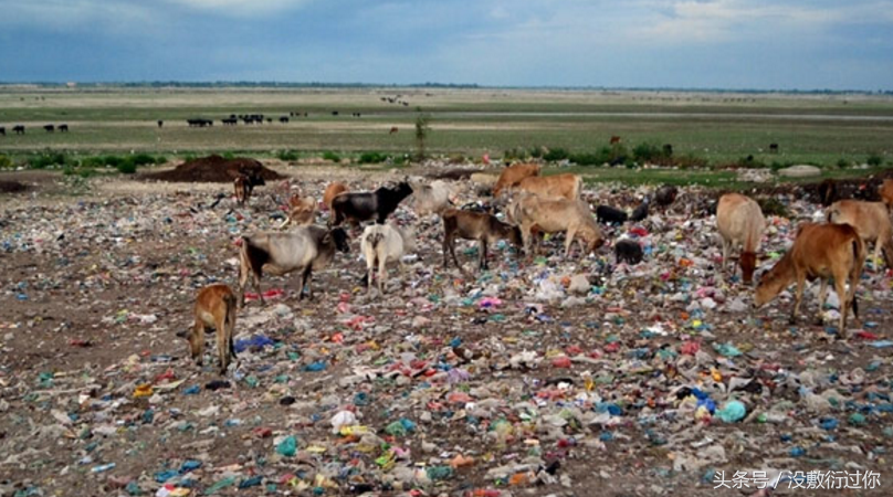 被污染的草原,牛羊在垃圾堆上吃垃圾 返回搜 责任编辑