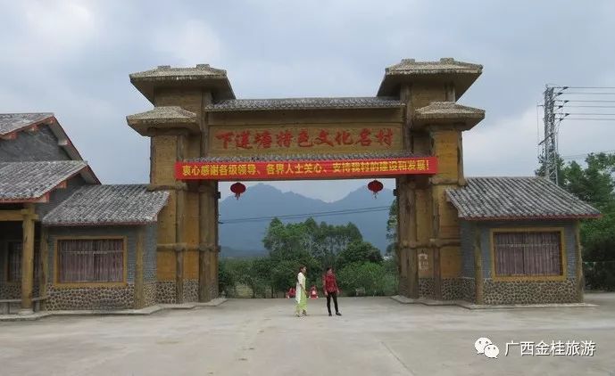 采摘地址 武宣县东乡镇下莲塘特色文化名村(金榜菊花园 联系电话