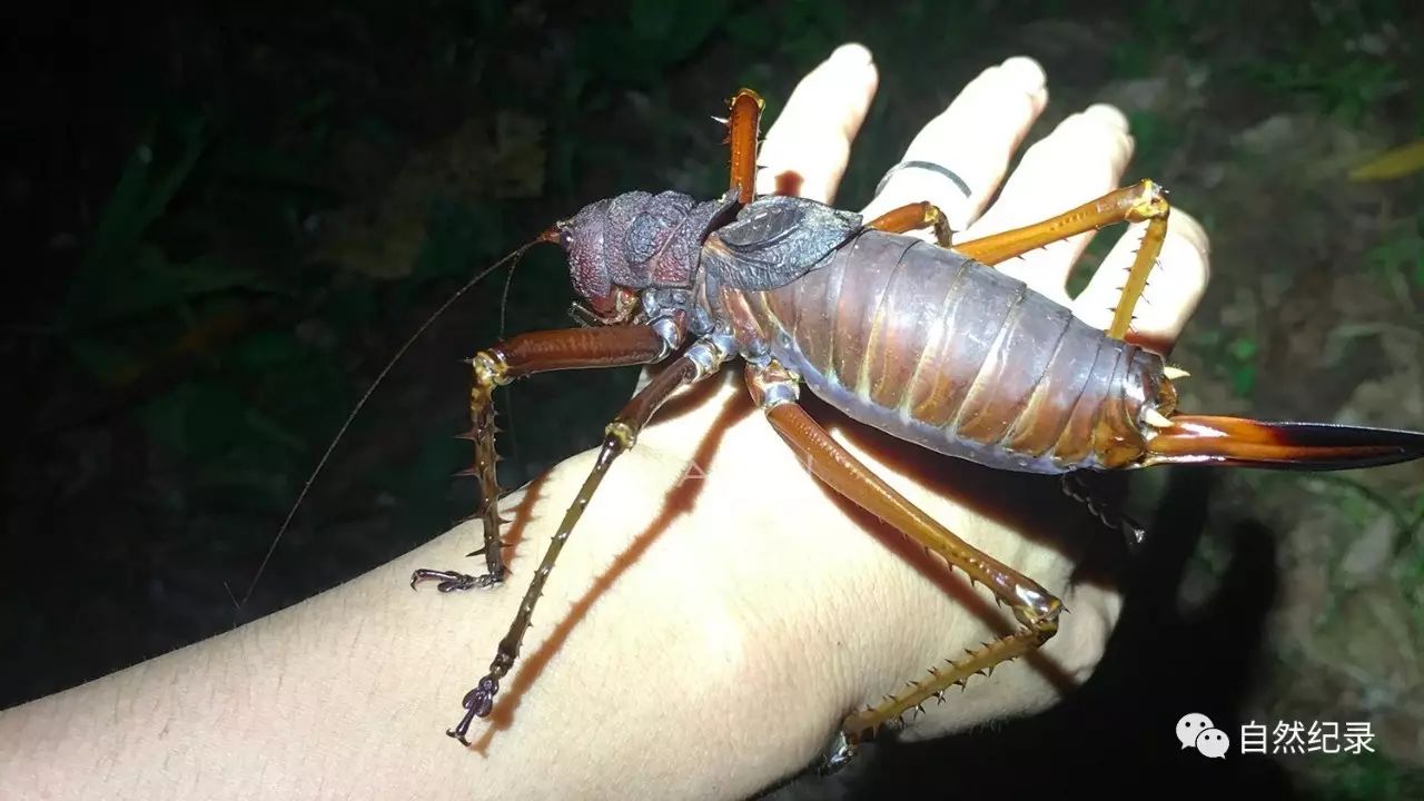 螽斯螽斯栉足蛛枝蝗 apioscelis sp这是一种非常神奇的蝗虫,乍眼一看