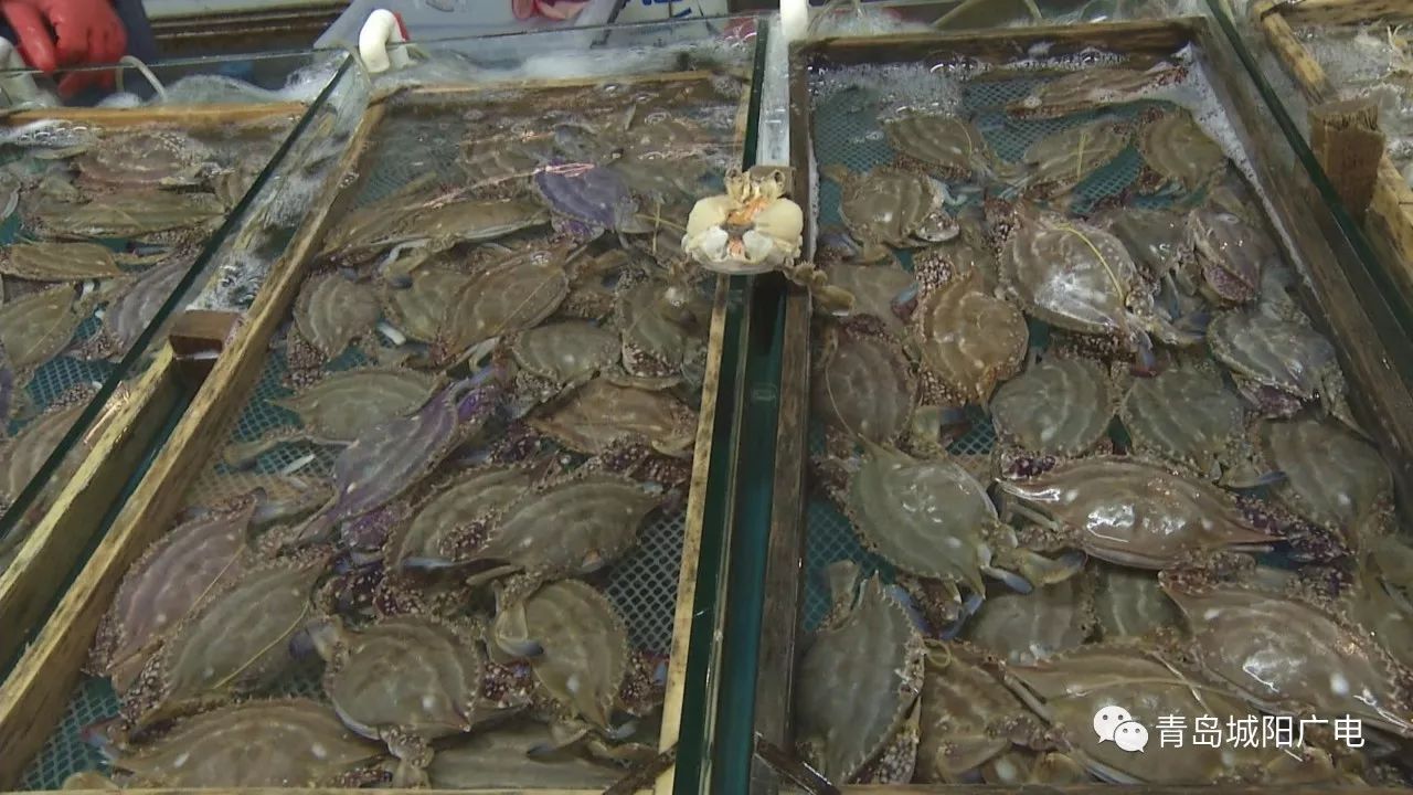 冬季螃蟹价高量少 活虾和海蛎子唱主角