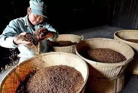 集贤沐芽 || 红茶最关键的制作工艺——发酵