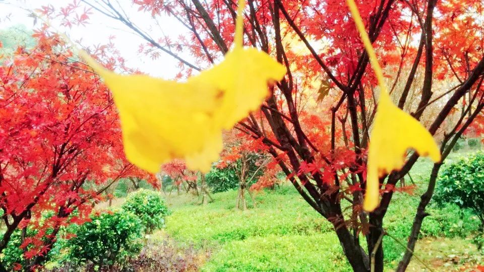 银杏黄了!就现在,在共青组团富华山景区邂逅最美景色