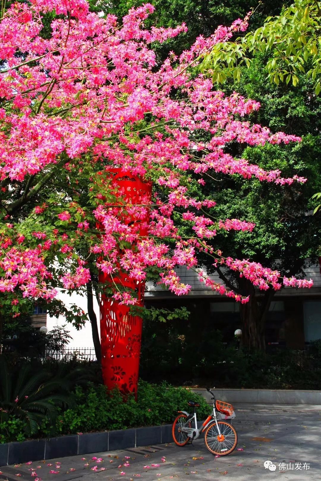 冬季请到佛山来看花!