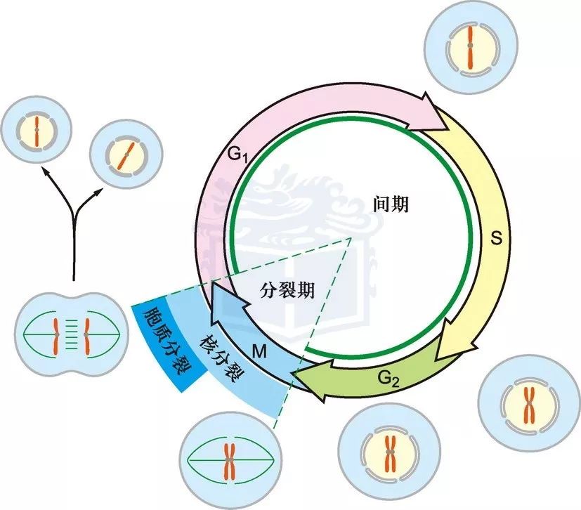 前期,中期,后期,末期),下图以动物细胞有丝分裂为例,进行图示介绍
