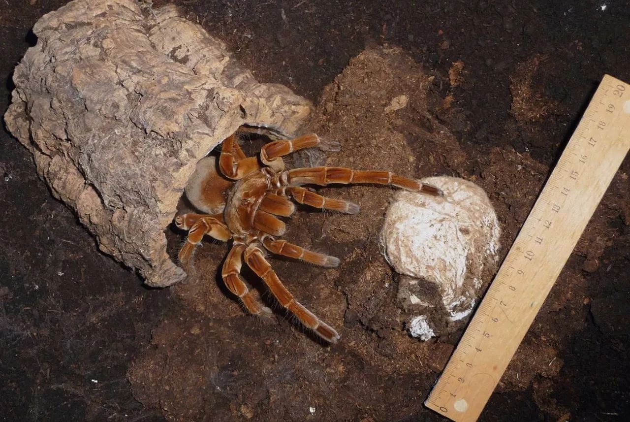 goliath birdeater 中文名:勃艮第巨人食鸟蛛 俗称:亚马逊巨人食鸟蛛